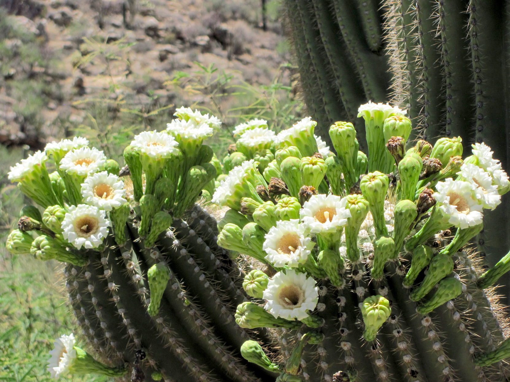 Cluster of blossoms